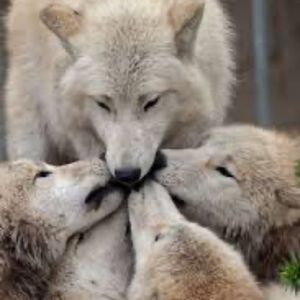 Meet your Posher, Geneviève